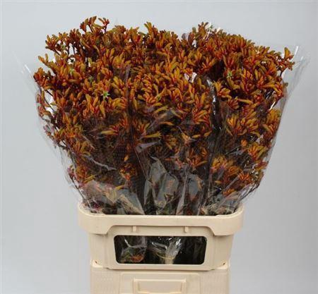 Anigozanthos 'Gold Fever'