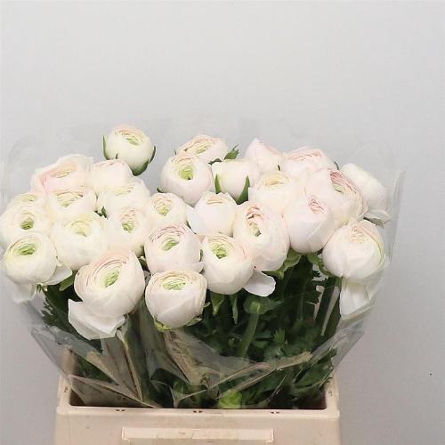 Ranunculus asiaticus Succes Hanoi