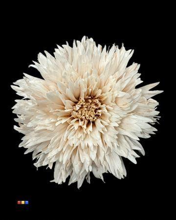 Chrysanthemum geplozen kas kleurbehandeld H%