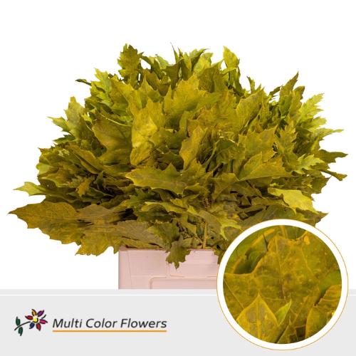 Quercus rubra kleurbehandeld H%