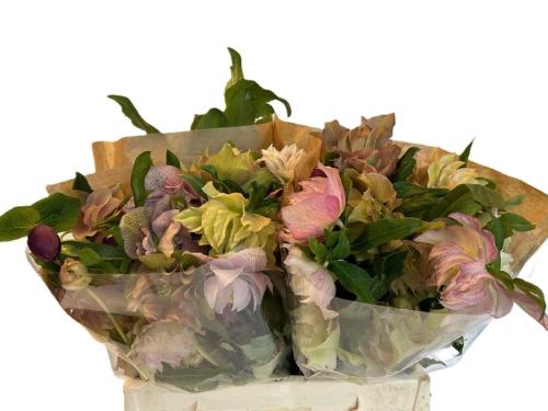 Helleborus orientalis 'Queens Double Pink'