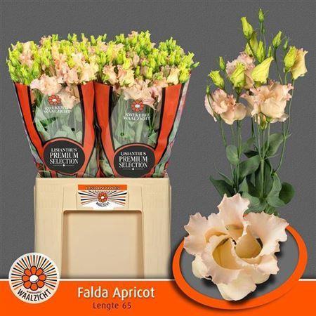 Eustoma russellianum enkelbloemig 'Falda Apricot'