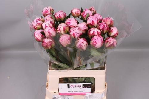 Paeonia Lactiflora Grp 'Sarah Bernhardt'