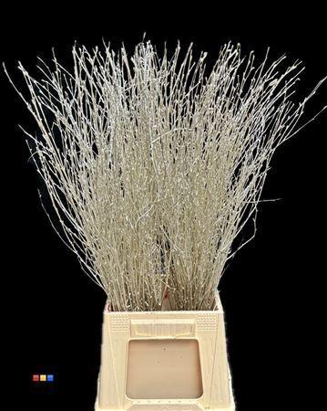 Betula per bos kleurbehandeld