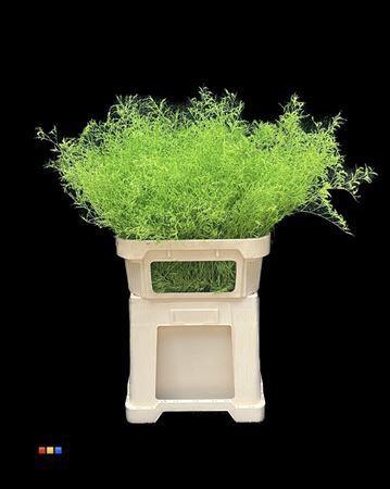 Limonium overig kleurbehandeld H%
