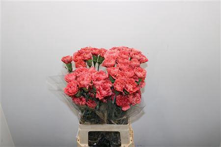 Dianthus standaard overig