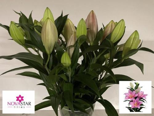 Lilium Oriental Grp 'Vendome'