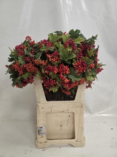 Viburnum per tak opulus 'Compactum'