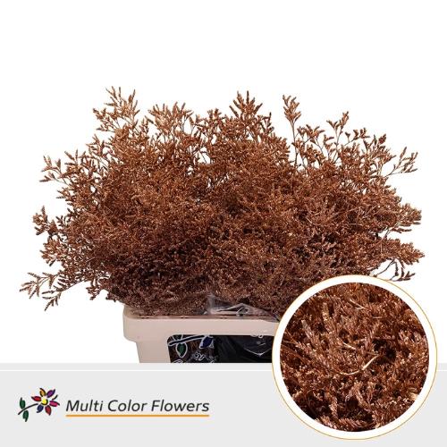 Limonium overig kleurbehandeld H%