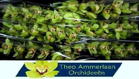 Cymbidium grootbloemig per tak 'Machteld'