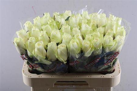 Rosa grootbloemig Athena