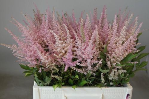 Astilbe Arendsii Grp 'Erika'