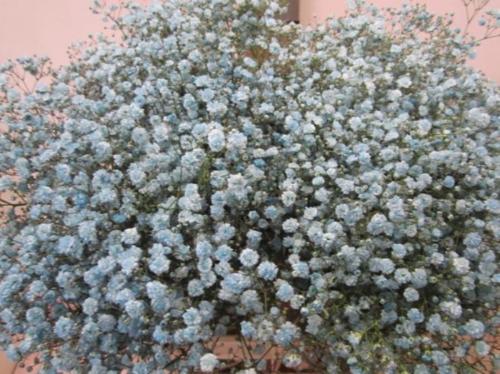 Gypsophila overig kleurbehandeld H%