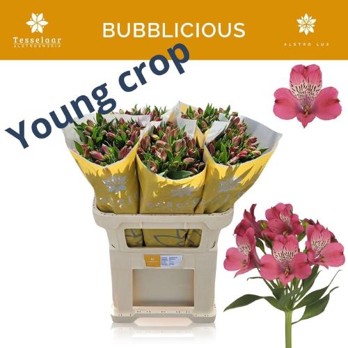 Alstroemeria Bubblicious