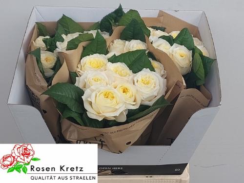 Rosa grootbloemig Pearl Drift
