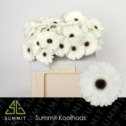 Gerbera grootbloemig 'White House'