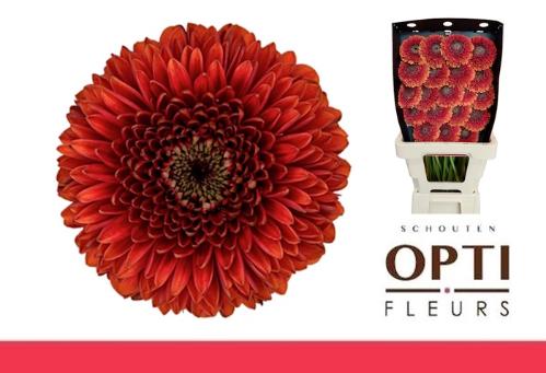 Gerbera mini bolvormig Pomponi Rizzo