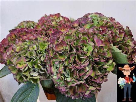 Hydrangea macrophylla Magical Opal (classic)