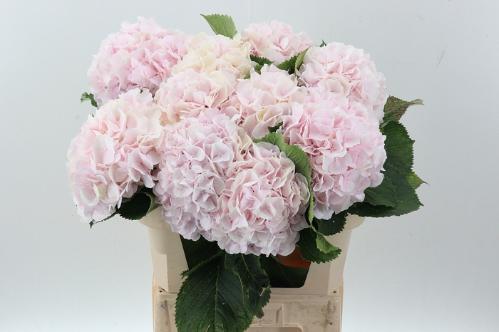 Hydrangea macrophylla 'Sweet Verena'