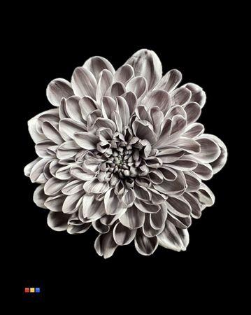 Chrysanthemum Indicum Grp tros kas kleurbehandeld H%