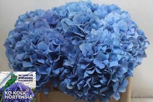 Hydrangea macrophylla 'Pimpernel'