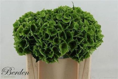 Hydrangea macrophylla Magical Emerald (classic)