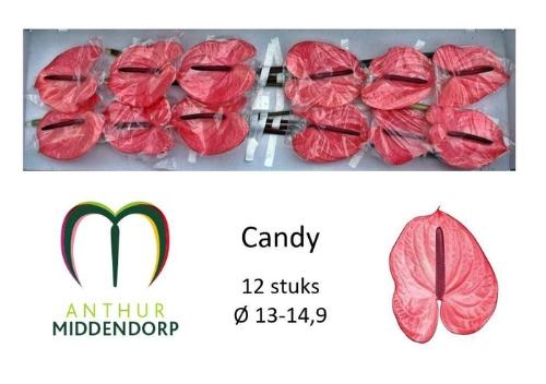 Anthurium Andreanum Grp Candy
