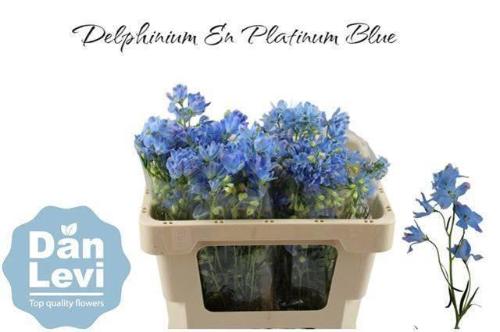 Delphinium grandiflorum enkelbloemig 'Morpho Platinum Blue'