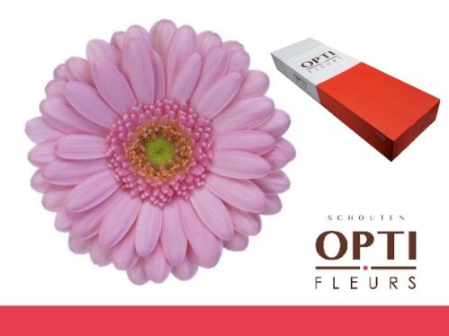 Gerbera mini 'Kimsey'