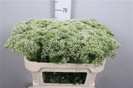 Trachelium caeruleum White Lake Michigan