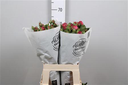 Rosa tros Pink Piano Freiland
