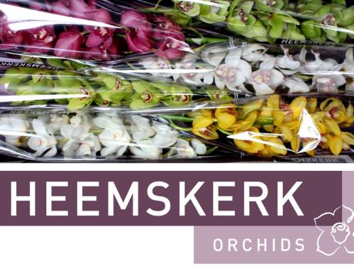Cymbidium grootbloemig per tak gemengd