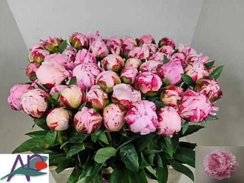 Paeonia Lactiflora Grp 'Sarah Bernhardt'