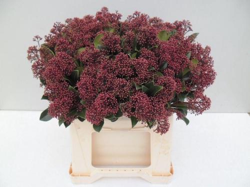 Skimmia per bos japonica 'Rubella'
