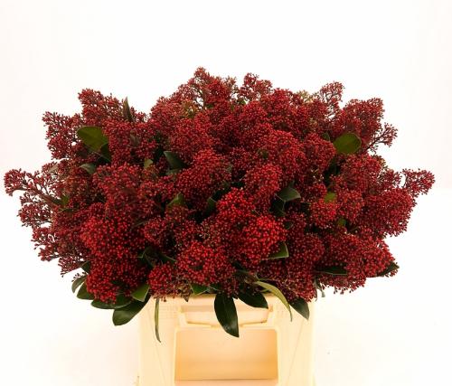 Skimmia per bos japonica 'Rubella'