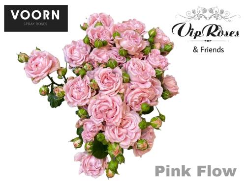 Rosa tros Pink Flow