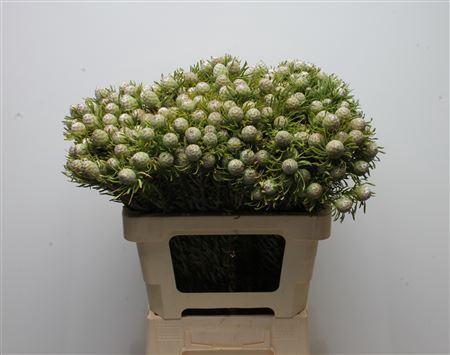 Leucadendron linifolium 'Jade Pearl' (vertakt)