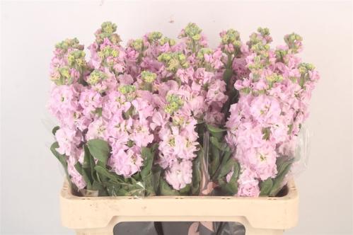 Matthiola incana 'Iron Cherry Blossom'
