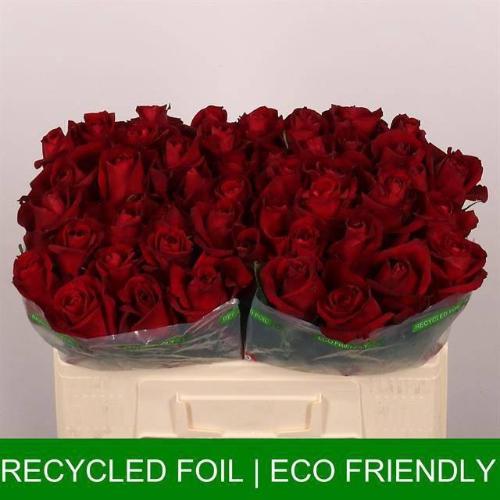 Rosa grootbloemig Ever Red