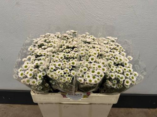 Chrysanthemum Indicum Grp tros santini Madiba Lindi White