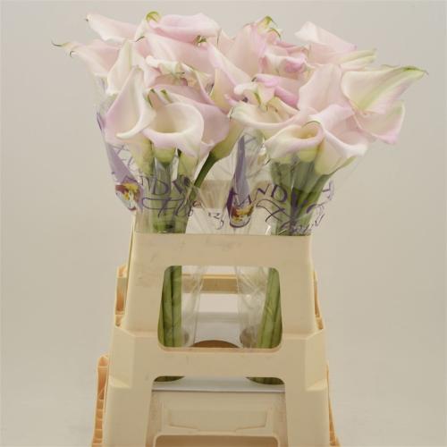 Zantedeschia Sweet Art