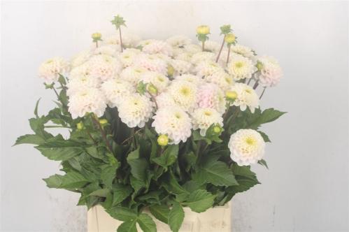 Dahlia (Ball Grp) 'Light Wizard'