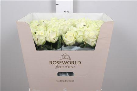 Rosa grootbloemig White Naomi!