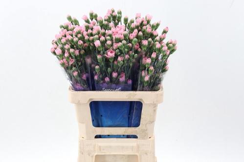 Dianthus tros overig