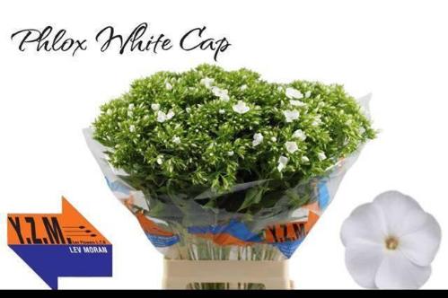 Phlox Paniculata Grp Whitecap