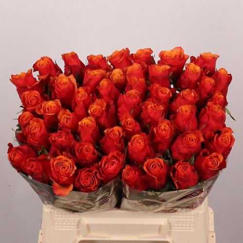 Rosa grootbloemig Espa