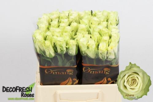 Rosa grootbloemig Athena