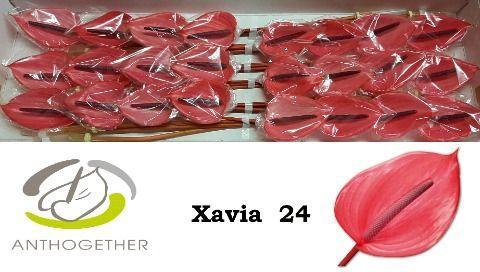 Anthurium (Andreanum Grp) Xavia