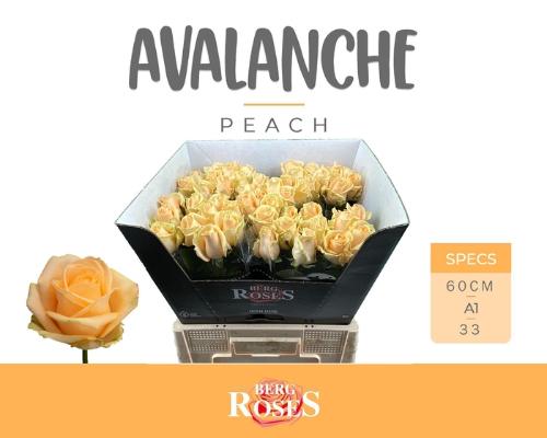 Rosa grootbloemig Avalanche Peach+