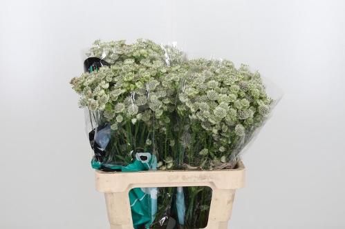 Astrantia major 'Million Stars'